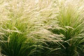 STIPA TENUISSIMA